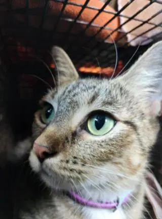 Esmeralda - Domestic Short Hair