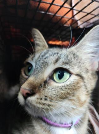Esmeralda