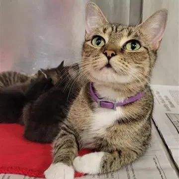 Esmeralda - Domestic Short Hair