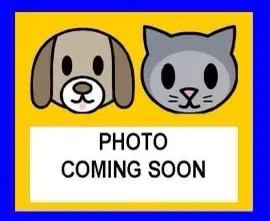 Cassie - Domestic Short Hair