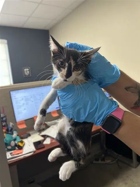 Cookie - Domestic Short Hair