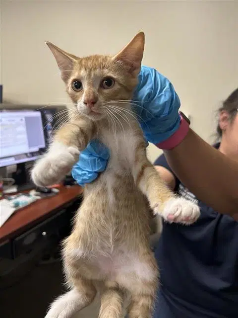 Linus - Domestic Short Hair