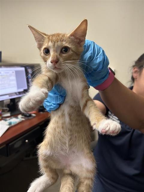 Linus
