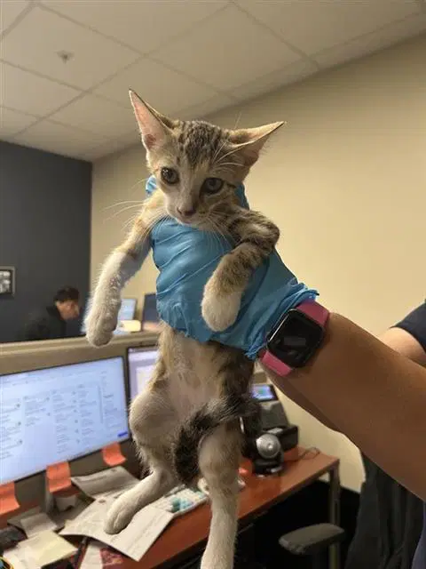 Unknown - Domestic Short Hair