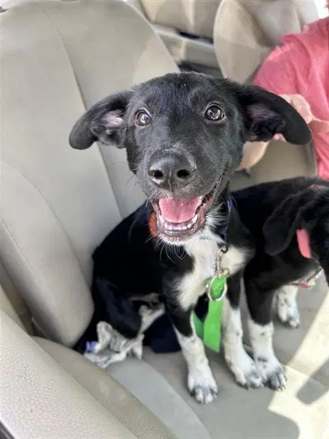 Terantino - Labrador Retriever