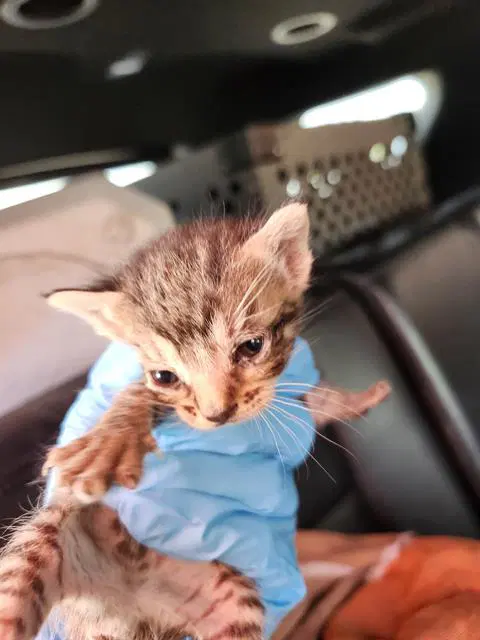 Mia - Domestic Short Hair