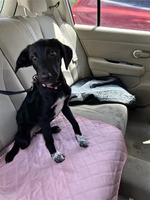 Jordan - Labrador Retriever