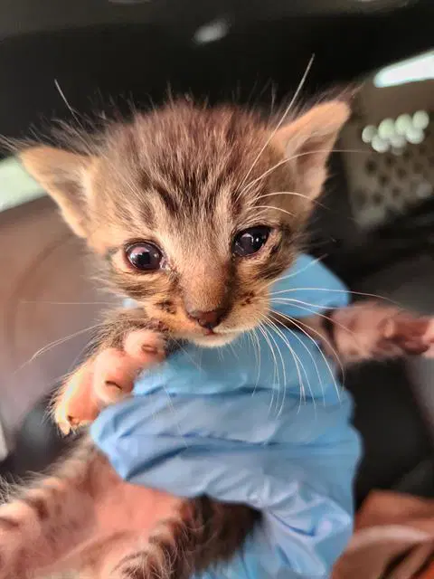 Harry - Domestic Short Hair