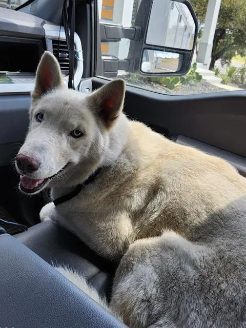 Ghost - Husky