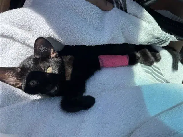 Spooky - Domestic Short Hair