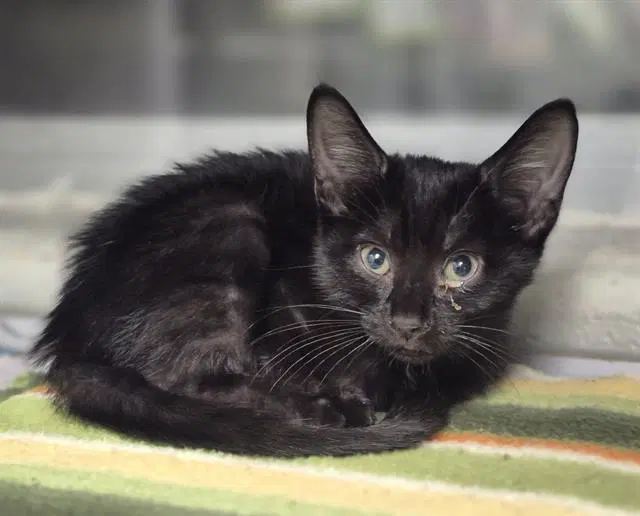 Spooky - Domestic Short Hair