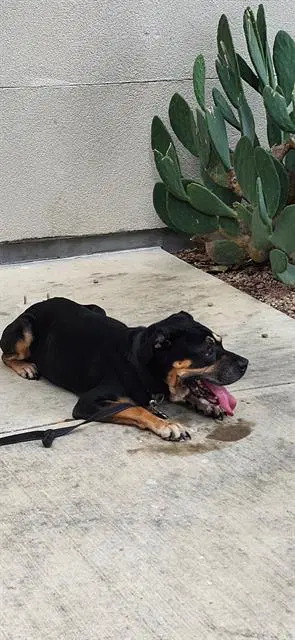 Aragorn - Doberman Pinscher