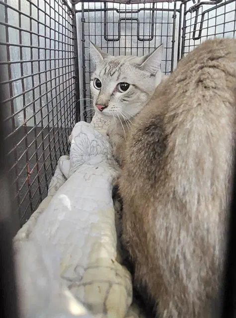Flower - Domestic Short Hair
