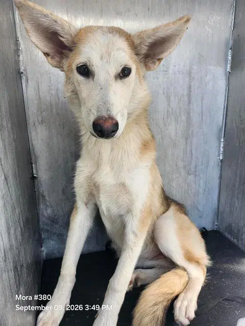 Canela - Siberian Husky