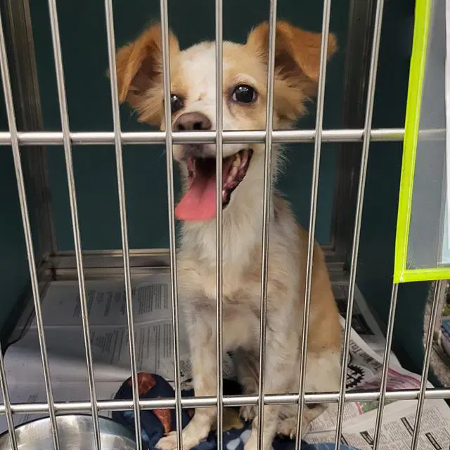 Zeke - Terrier