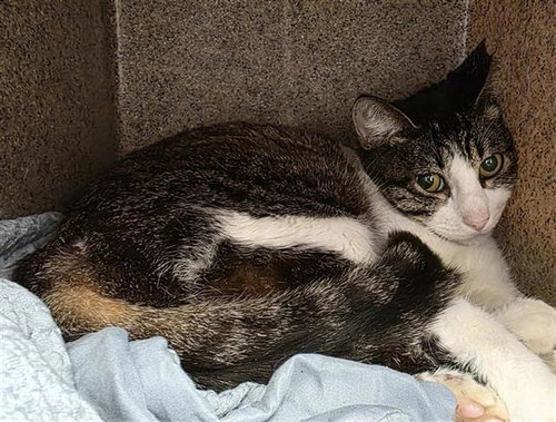 LILI, a cat for adoption from San Antonio Animal Care Services