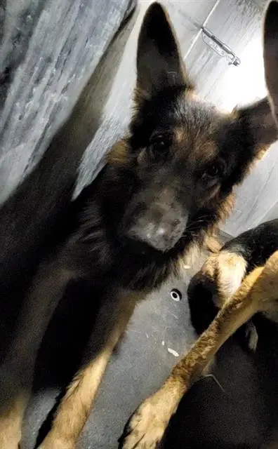 Zeus - German Shepherd Dog