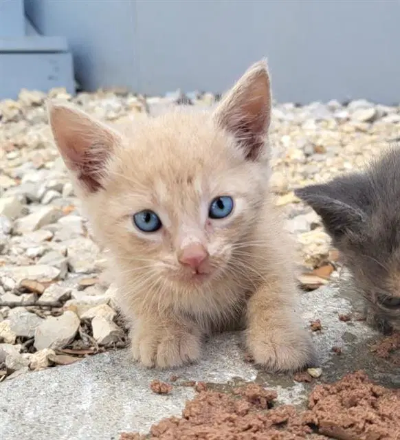 Cosmo - Domestic Short Hair