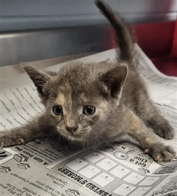 Wanda - Domestic Short Hair
