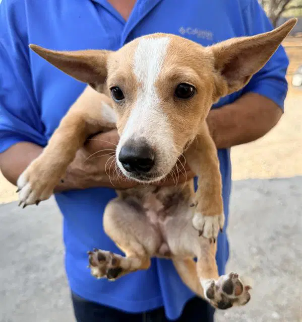Unknown - Chihuahua