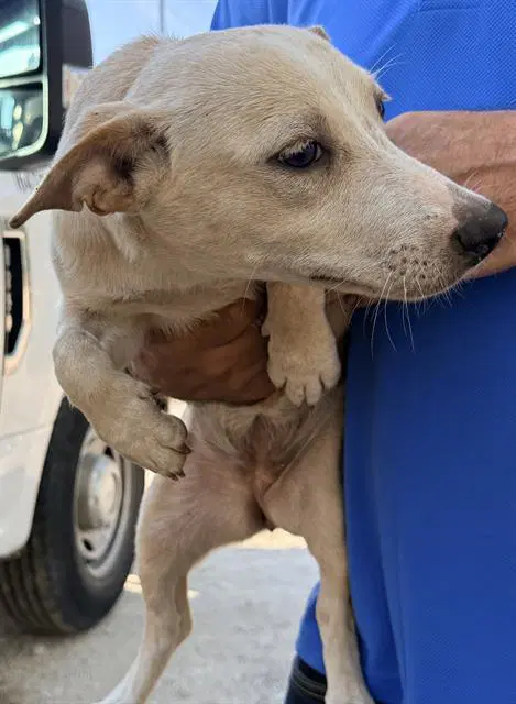 Unknown - Chihuahua