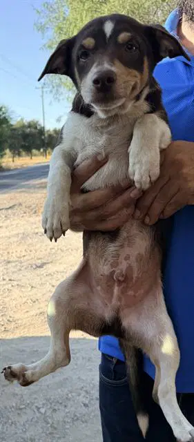 Unknown - Chihuahua