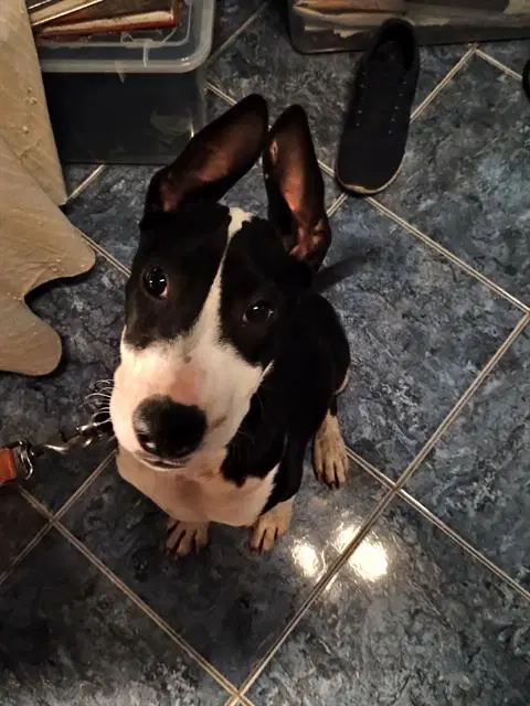 Blake - Bull Terrier