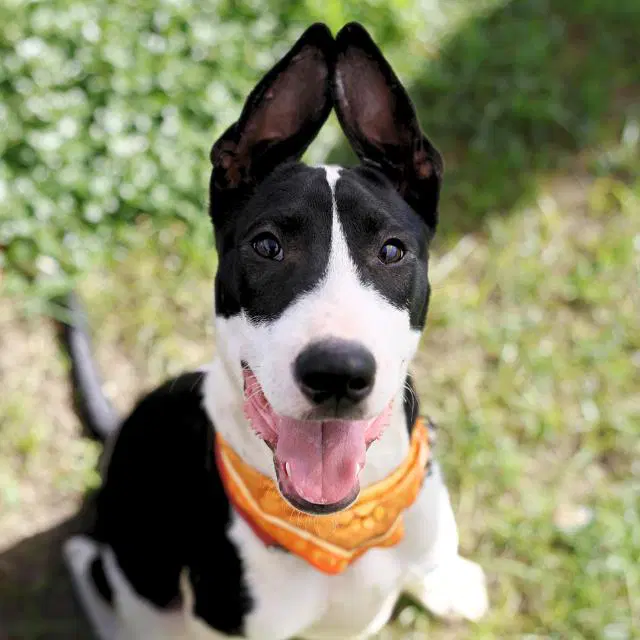 Blake - Bull Terrier