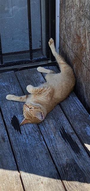 picture of the cat needing adoption