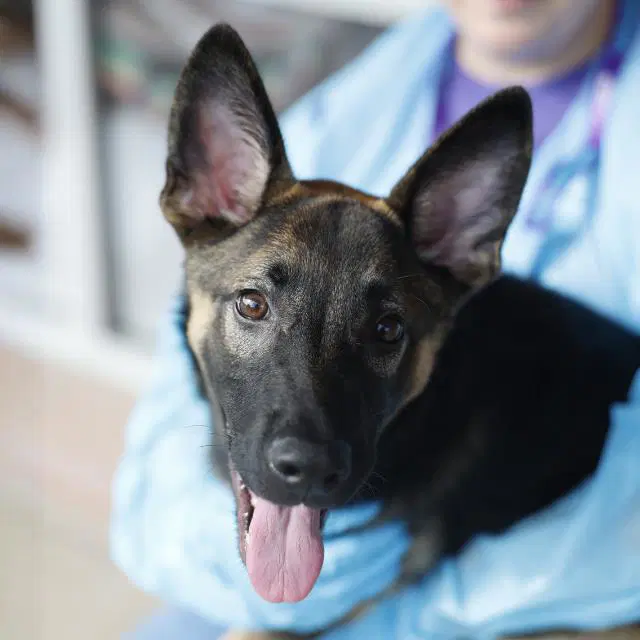 Zelda - German Shepherd Dog
