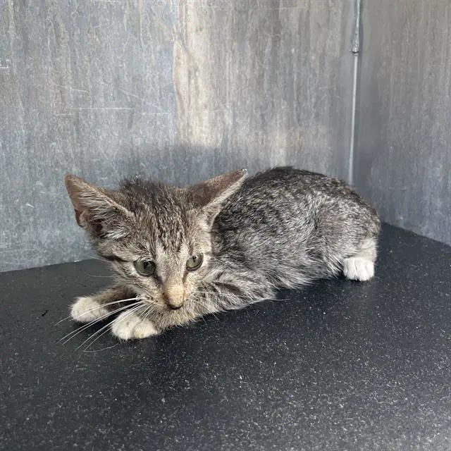 Lovett - Domestic Short Hair