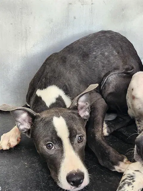 Socks - American Staffordshire Terrier