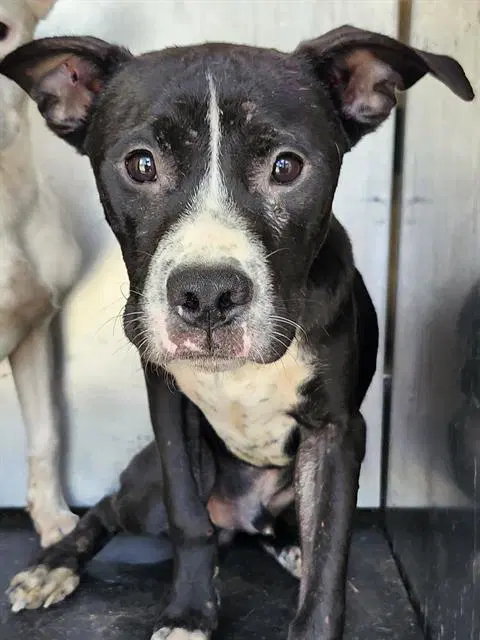 Iceman - American Staffordshire Terrier