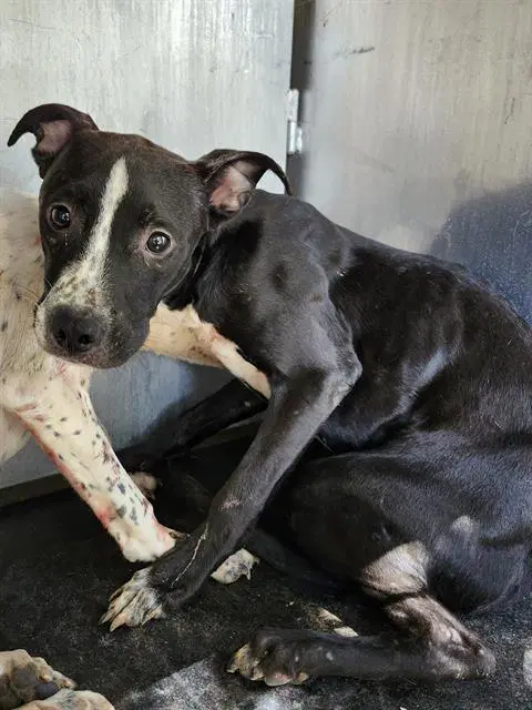 Princeton - American Staffordshire Terrier