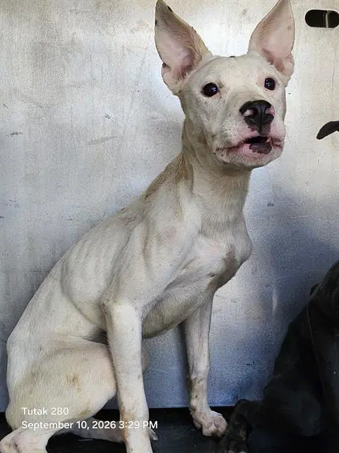 Tallulah - American Staffordshire Terrier
