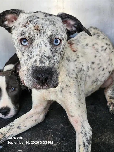 Uno - American Staffordshire Terrier