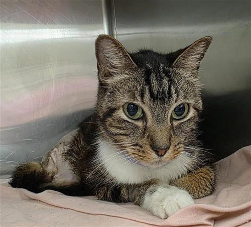 MANDY MIA, a cat for adoption from San Antonio Animal Care Services