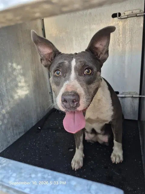 Nayeli - American Staffordshire Terrier