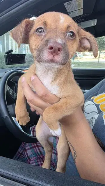 Firefly - Terrier