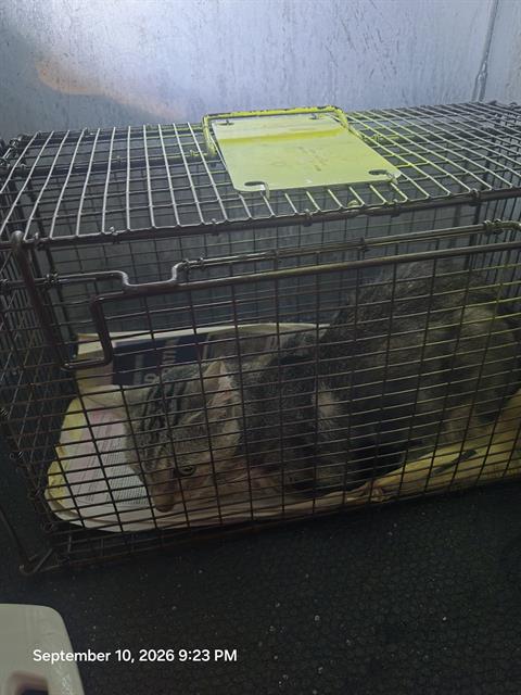 EDWARD, a cat for adoption from San Antonio Animal Care Services