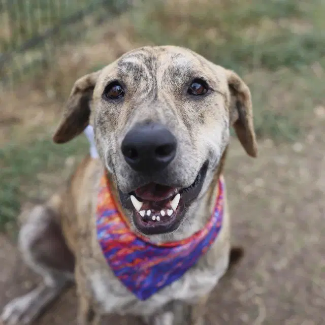Jayj - Plott Hound