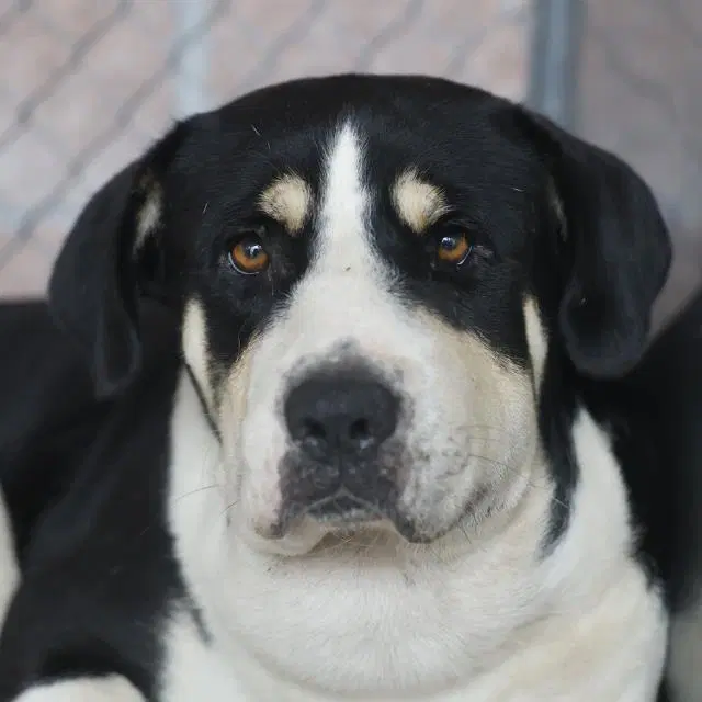 Leroy - Bernese Mountain Dog
