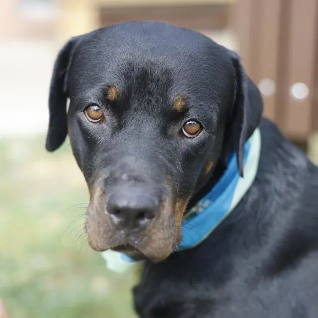 Bailey - Rottweiler