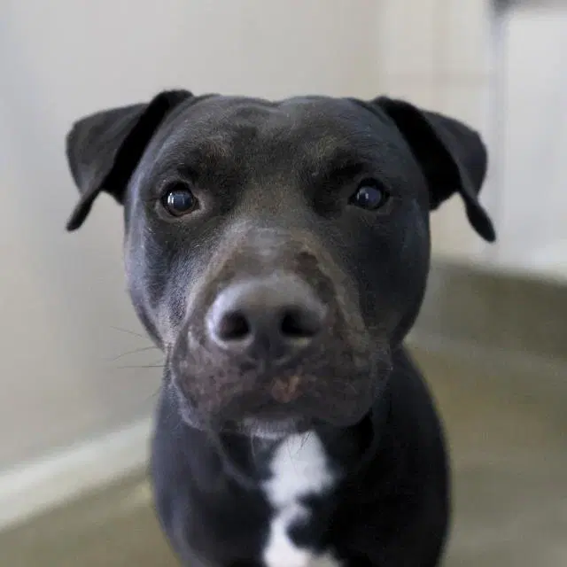 Ben - American Staffordshire Terrier