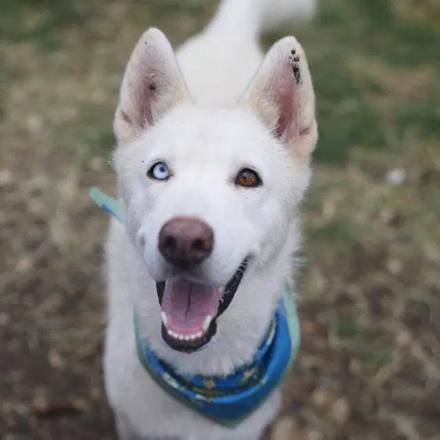 Daphine - Siberian Husky