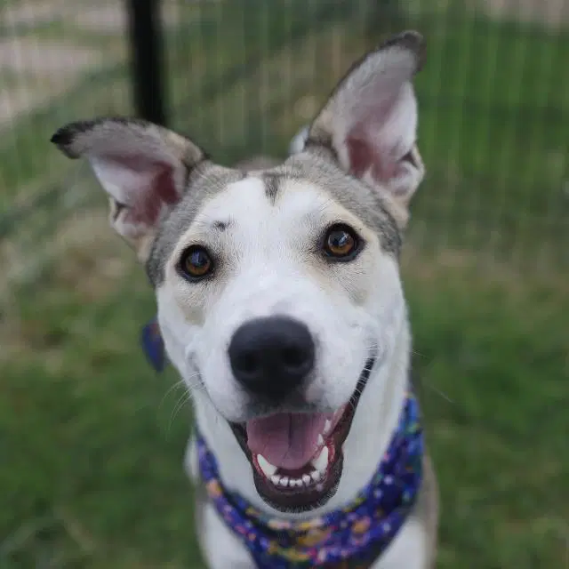 Ellie - Husky