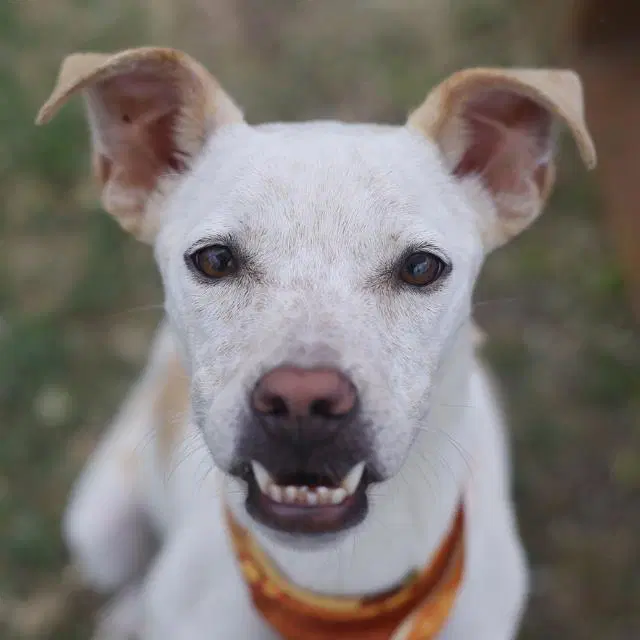 Rebel - Australian Kelpie