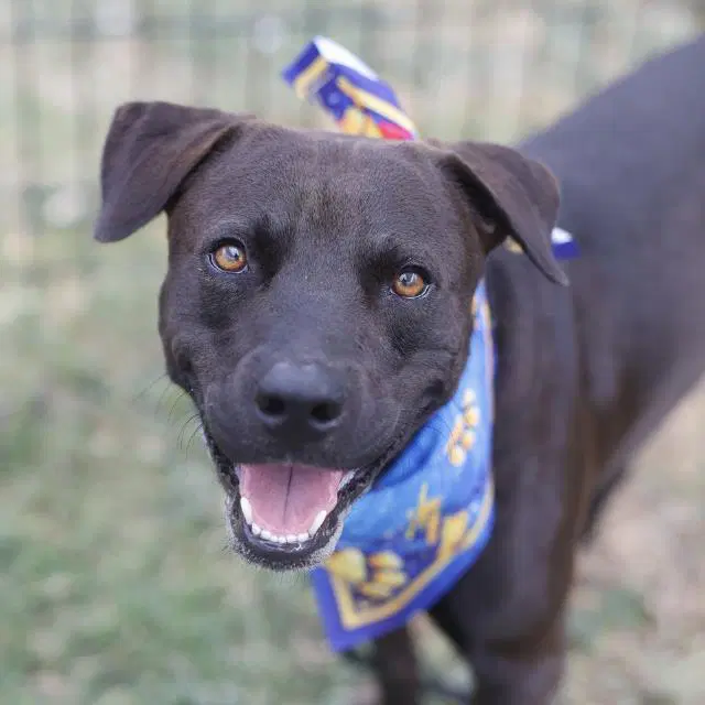 Rex - American Staffordshire Terrier