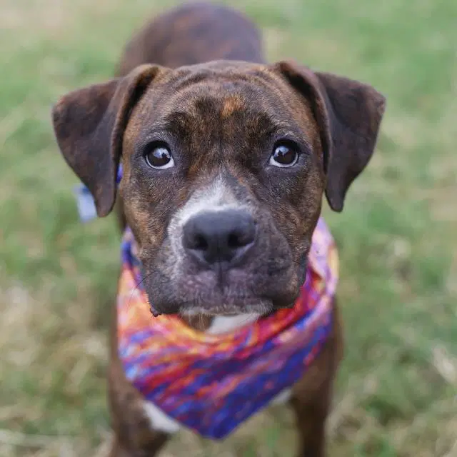 Piper - American Staffordshire Terrier