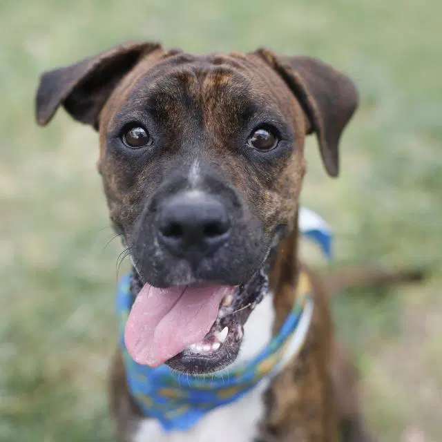 Lane - American Staffordshire Terrier